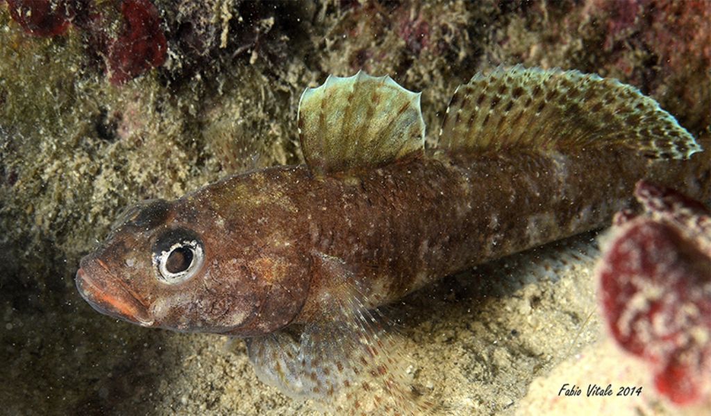 Gobius cruentatus